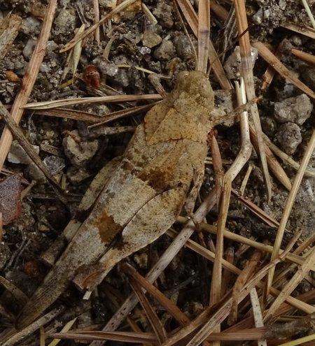 Oedipoda caerulescens caerulescens